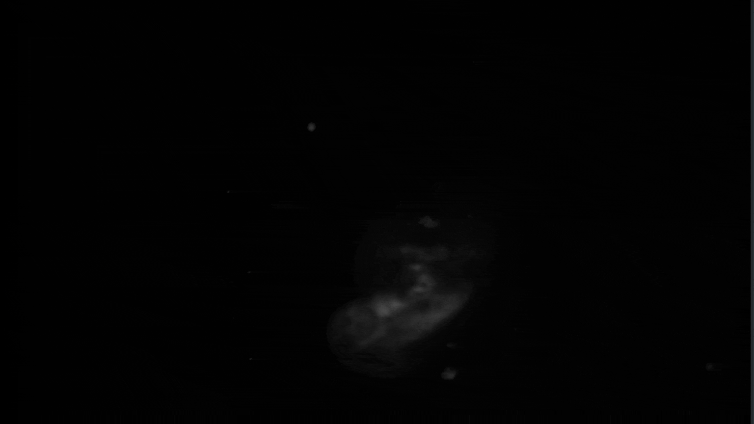 ZebraFish-1-1536x864.gif